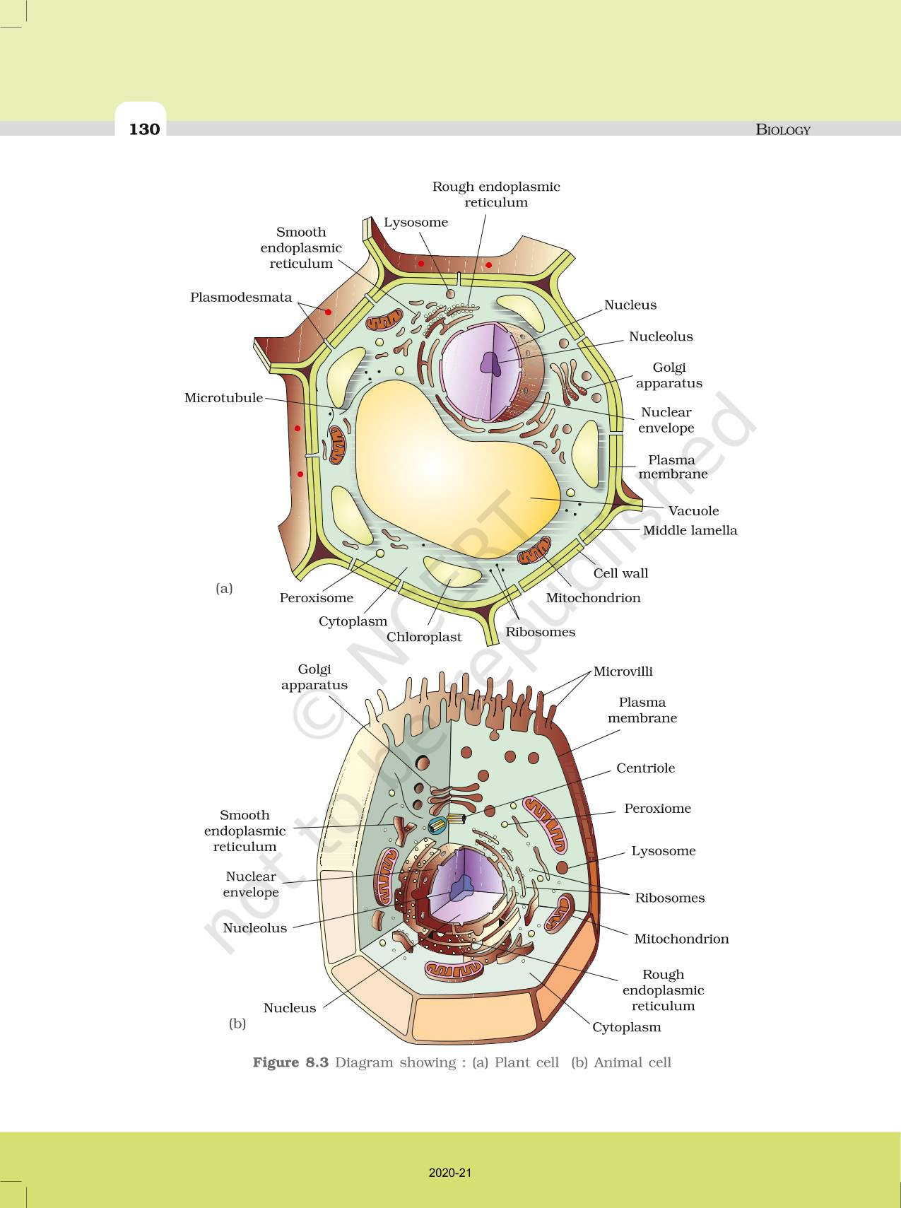 Cell The Unit Of Life Ncert Book Of Class Biology